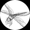 dragonfly_shop